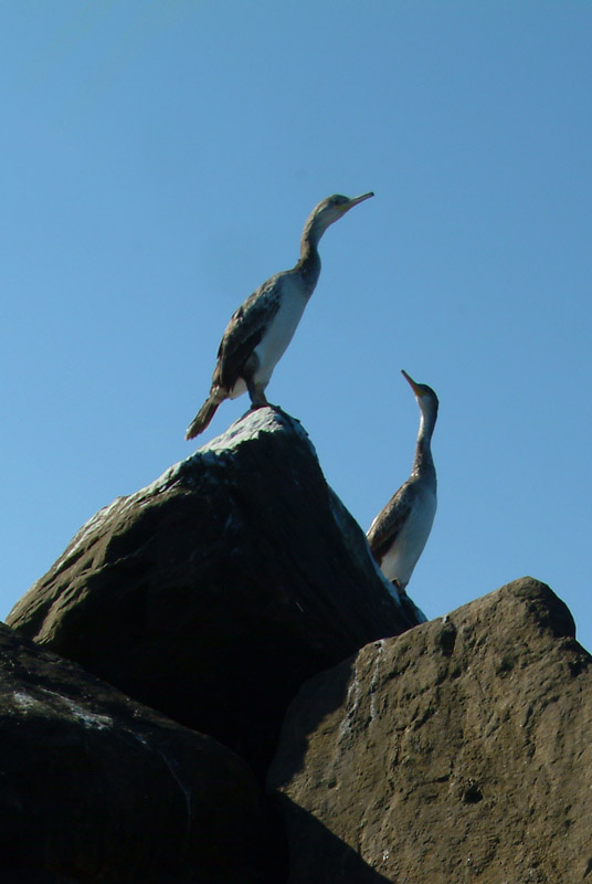 Marangoni o cormorani ?